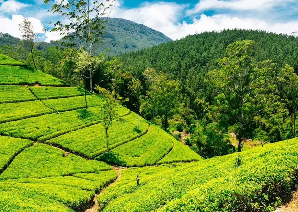 Tea Estate
