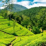 Tea Estate