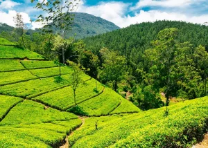 Tea Estate