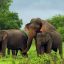 Elephant Corridors