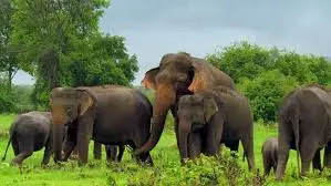 Elephant Corridors